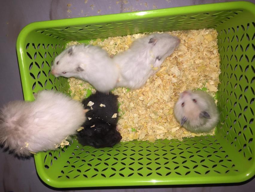 หนูแฮมเตอรรัสเซียค่ะ 2