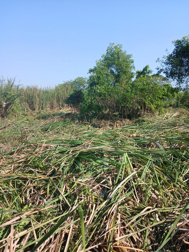 ที่ดินหนองจอก ประชาสำราญ ซอย2 3