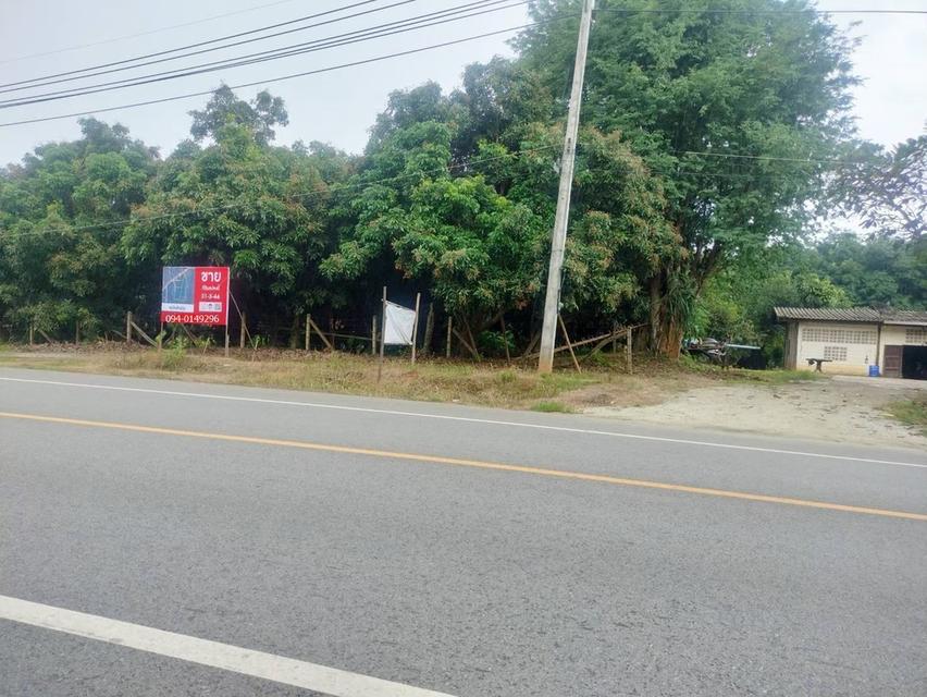 🏡ขายที่ดิน แม่แตงเชียงใหม่ ติดถนนหลัก แม่แตง-ปาย  พร้อมสวนยางพารา สวนลำใย พื้นที่ 31-3-44 ไร่ 11