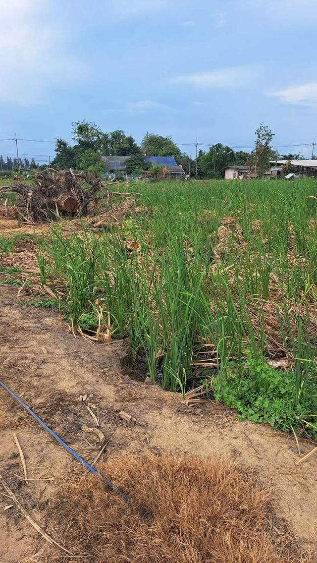 ขายที่ดินนครปฐม ถ.มาลัยแมน ต.ลำพยา อ.เมือง ราคาถูกทำเลทอง 3