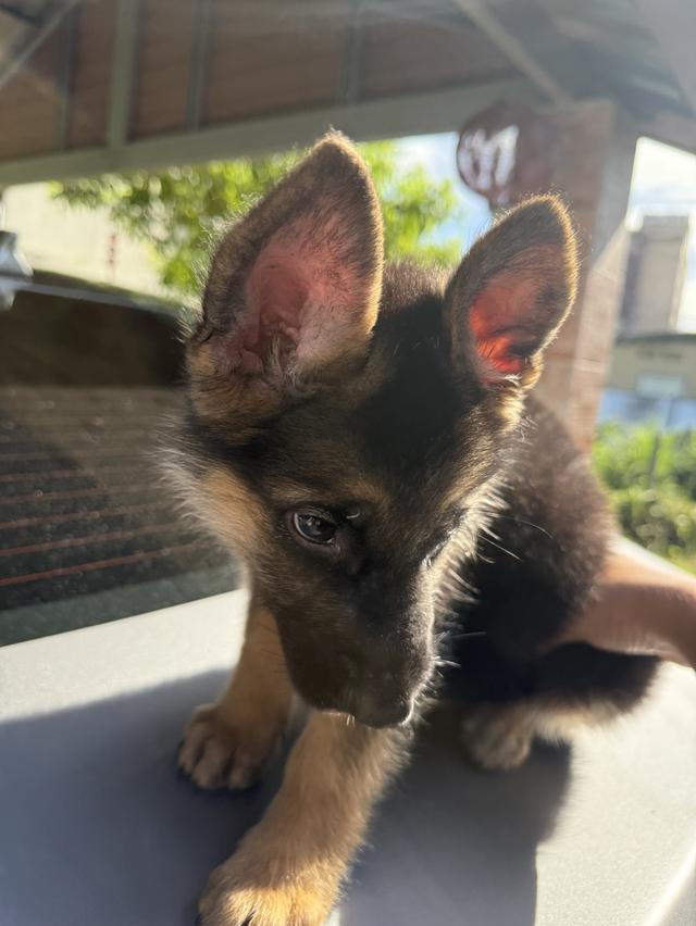 หมาเยอรมันแชดเพริด 5