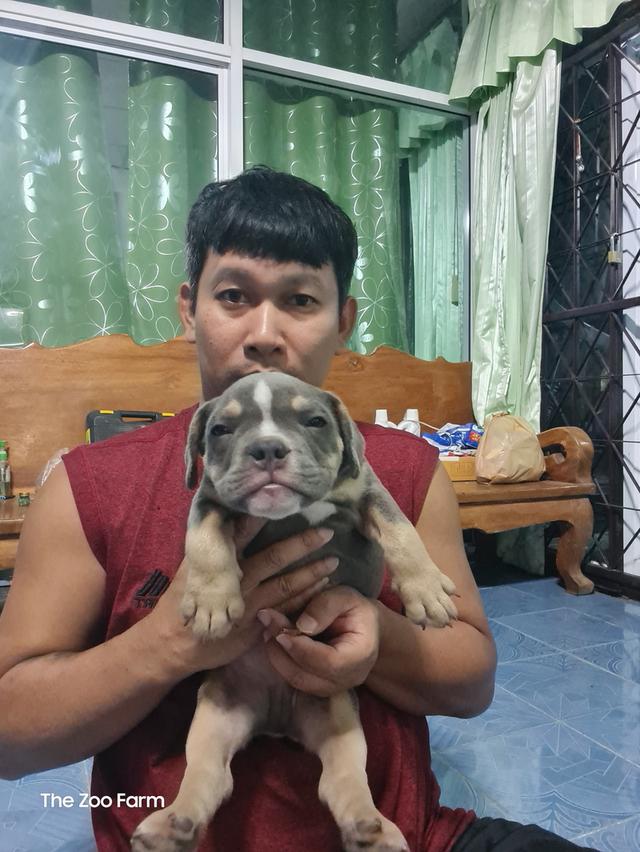 Exotic Bully แท้มีใบเพ็ดครับ