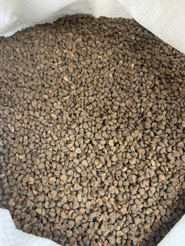 กระเจี๊ยบแดง ดอกสด/ดอกแห้ง/เมล็ดพันธุ์ 4