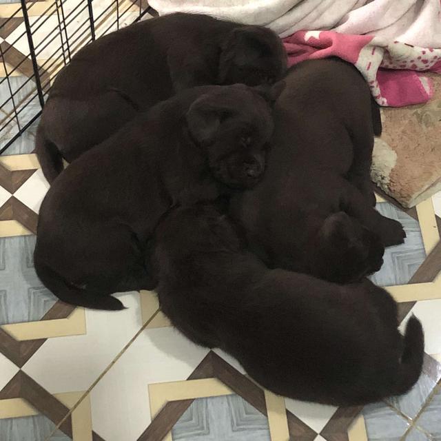 🐶 ลูกสุนัขพันธุ์ลาบราดอร์แท้ เพศเมียและเพศผู้ 6