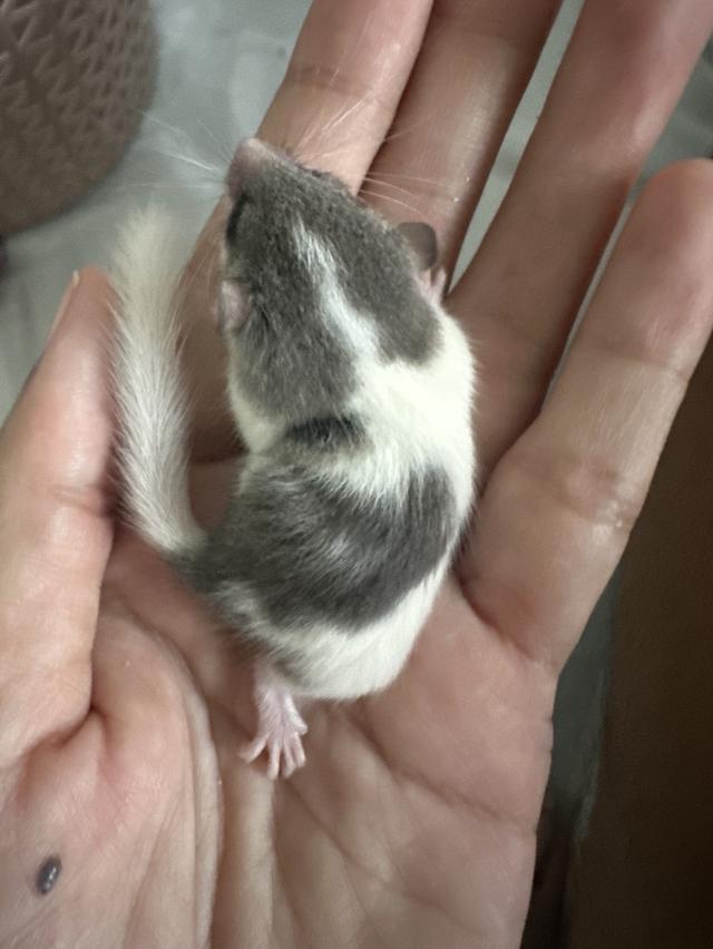 ดอเมารจ้าๆๆๆๆๆๆๆๆๆๆๆ