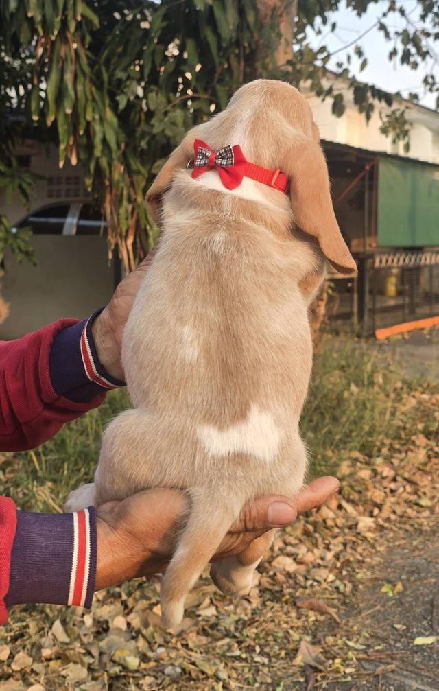 บาสเซ็ตฮาว์ดใบเพ็ดสมาคมพัฒนาพันธุ์สุนัข รูปที่ 12