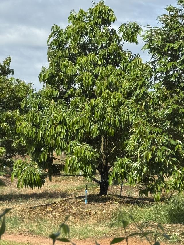 สวน ทุเรียน พร้อบ บ้านส่วนตัว บ้านพักคนงาน โกดังยาว130เมตร 2หลัง โกดัง 20เมตร1หลัง  4