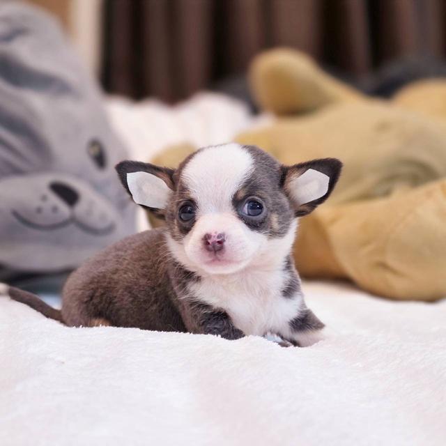 ชิวาวาขนสั้น เพศผู้ ขนสีเทา พิกัดรามอินทรา