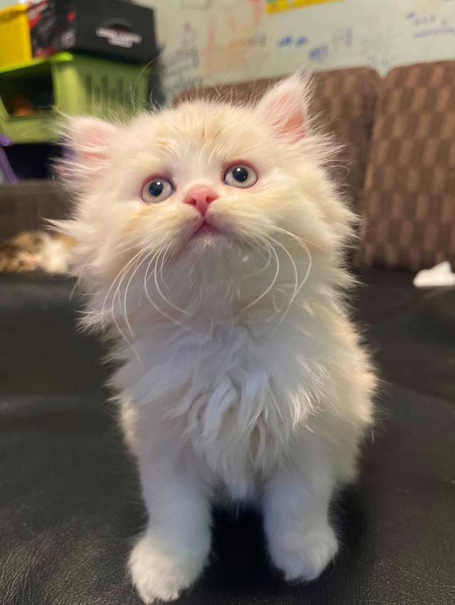 แมวขาวปนส้มนิดหน่อย-(boy)เกิด13/10/68 6