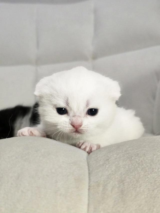 ดญ.มันซ์กิ้นผสมสก็อตติช รูปที่ 5