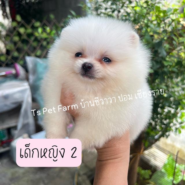ปอมเมอเรเนียน เพศเมีย