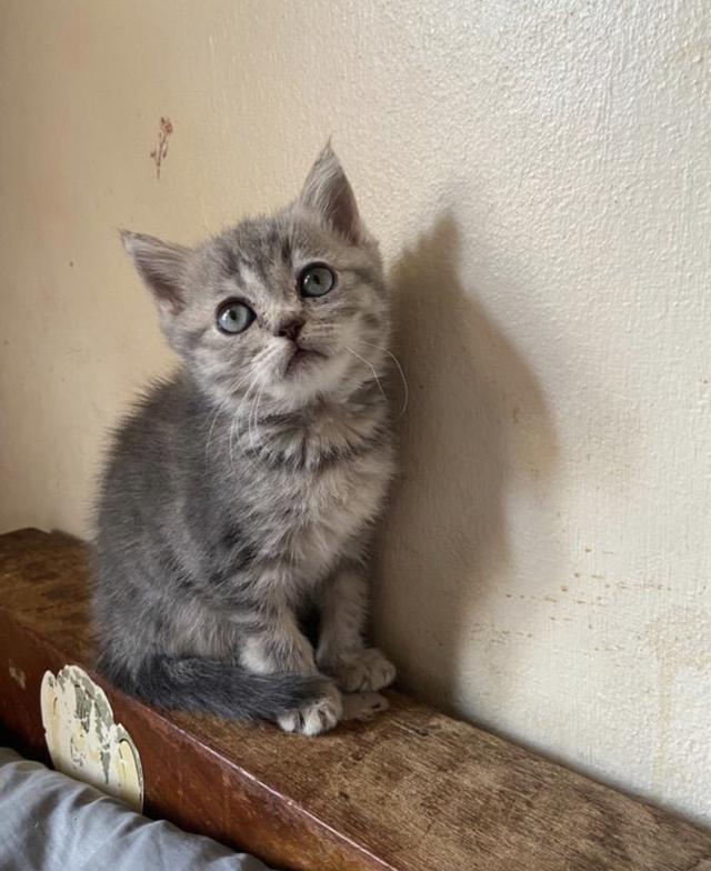 Scottish Fold หูตั้ง 3