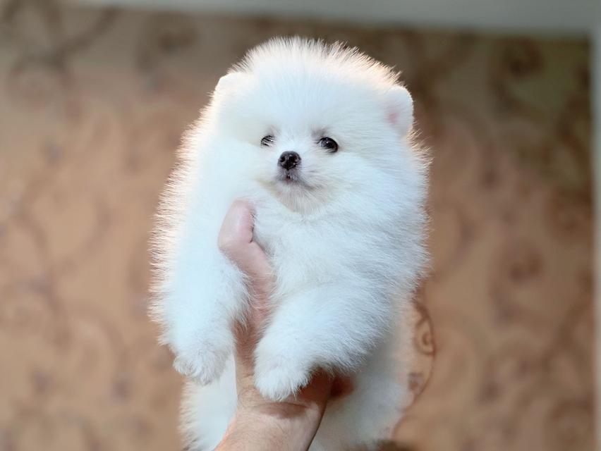 ปอมเมอเรเนียนแท้ เพศเมีย สีขาวล้วน รูปที่ 5