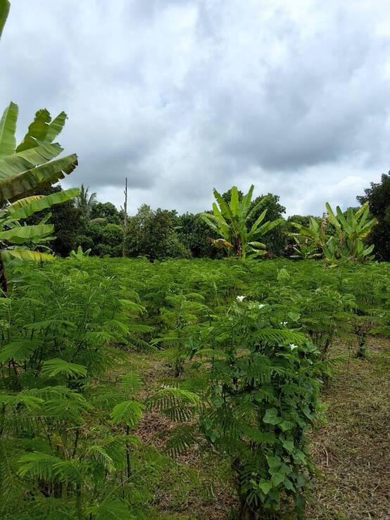 ขายบ้านพร้อมสวน 2 ไร่ 2 งาน 20 ตร.ว. ทำเลทองใกล้ศูนย์ราชการปราจีนบุรี บรรยากาศร่มรื่น เจ้าของขายเอง 5