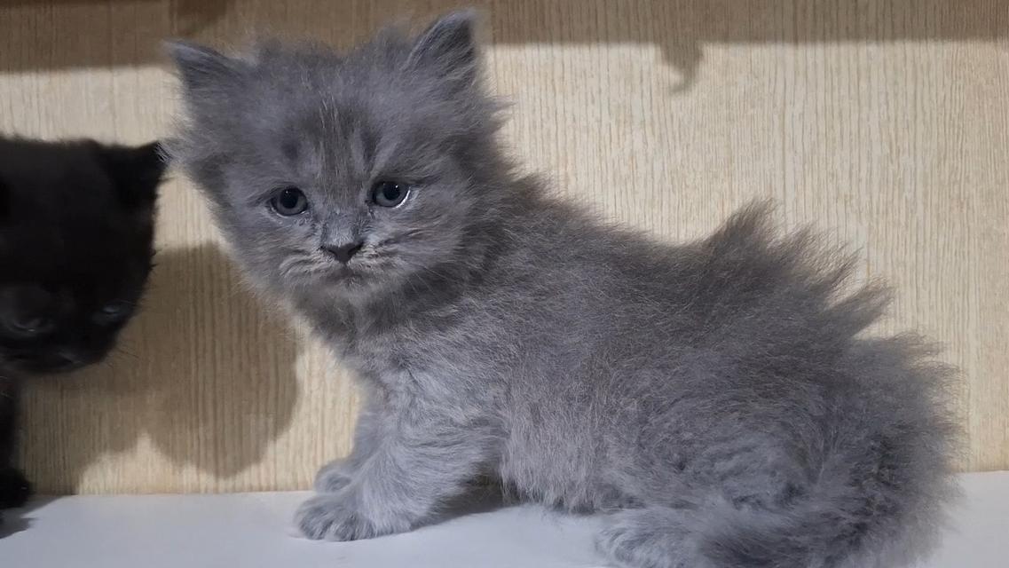 ลูกแมวบริติช British Shorthair , British Longhair รูปย่อยที่ 3
