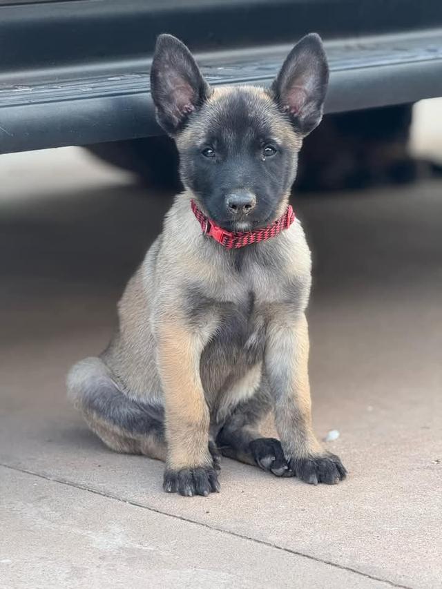 ขายลูกสุนัข Belgian Malinois วัย 60 วัน