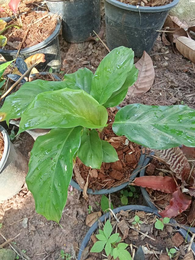 ต้นไม้  ไม้ดอกไม้ประดับ รูปที่ 16