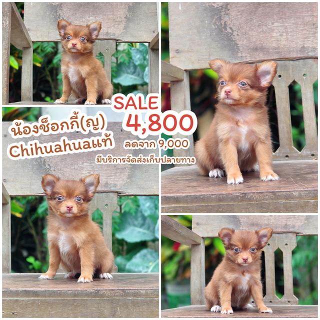 Chihuahua เพศเมียสีช็อค