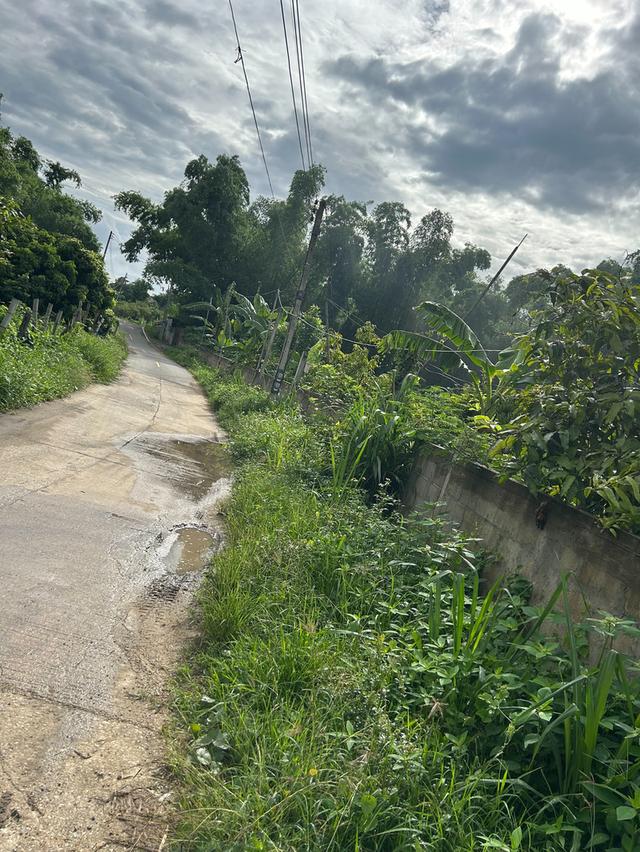 ที่นาวิวสวยไปแถวจอมทอง ติดถนน 2 ด้าน ขายเพียงไร่ละ 350,000 บาท ตารางวาละ 875 บาท 19