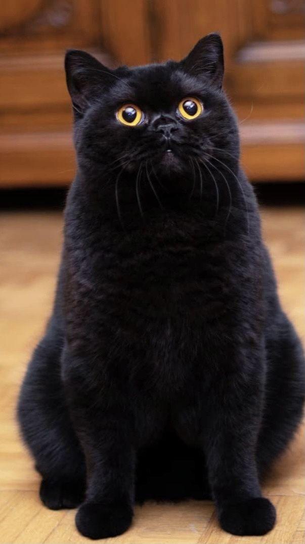 แมว พันธุ์ บริทิชช็อตแฮร์ ตัวสีดำ