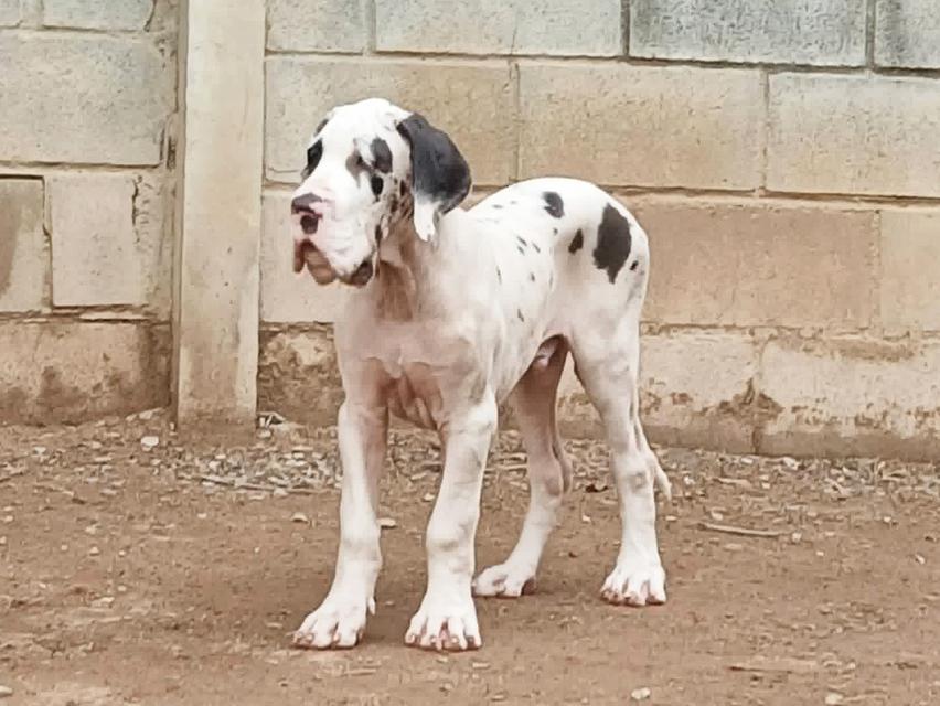 เกรทเดน Great dane for sale รูปที่ 10