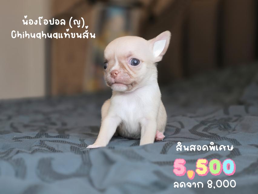 ชิวาวาขนสั้นพันธุ์แท้หน้าสั้น3สาวน้อยน่ารักพร้อมย้ายบ้านมีส่งเก็บปลายทางได้ครับ รูปที่ 6