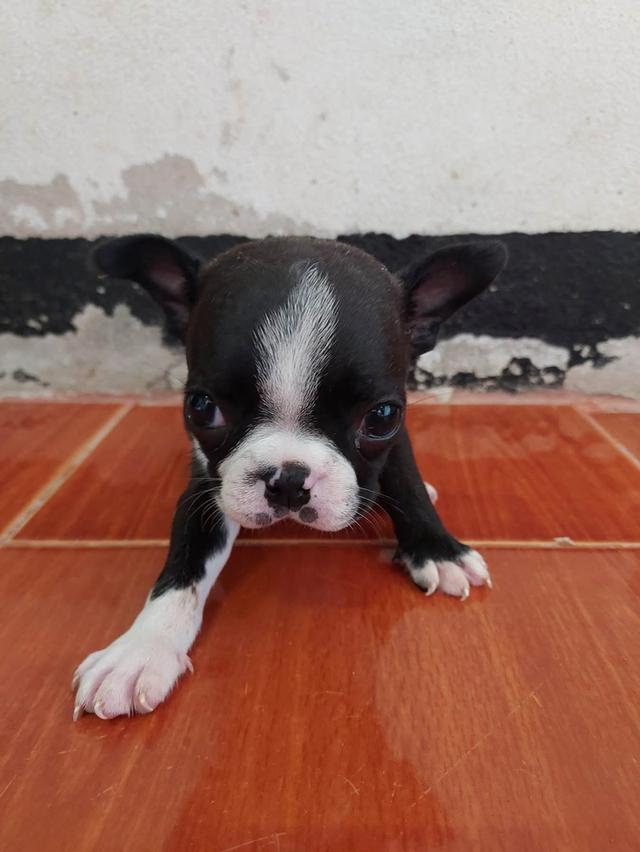 ลูกสุนัข Boston Terrier เด็กหญิง