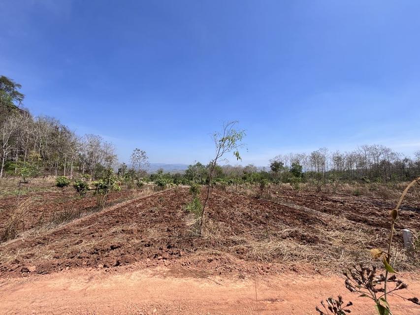 ขายที่ดิน วิวภูเขา⛰️📍จำนวน4ไร่  = 2แปลงติดกัน*แปลงที่1 (2ไร่)*แปลงที่2 (2ไร่)📍ราคาไร่ละ350,000 บาทเอกสาร  นส4จฟรีโอนกรรมสิทธ์ บรรยากาศดี วิวสวย สงบ 14