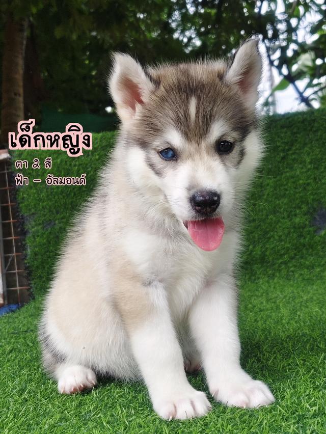 ไซบีเรียนฮัสกี้สายพันธุ์แท้ รูปที่ 5