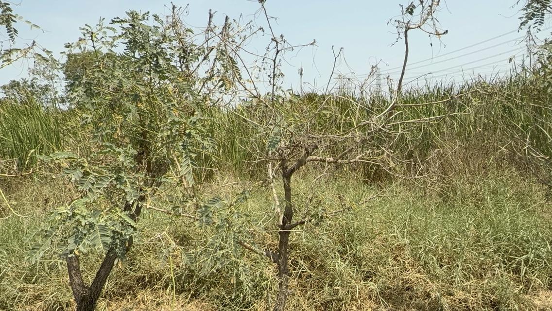 ขายที่ดินอำเภอมีนบุรี กรุงเทพมหานคร 5