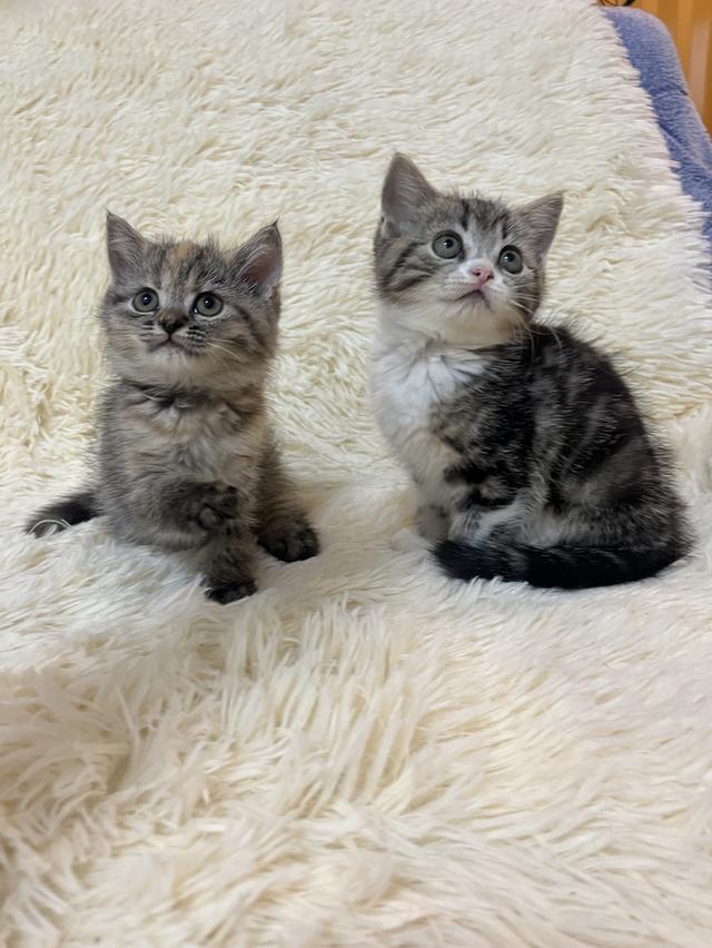 แมวสก๊อตติช   🥰😁😁❌❌❌❌ 15