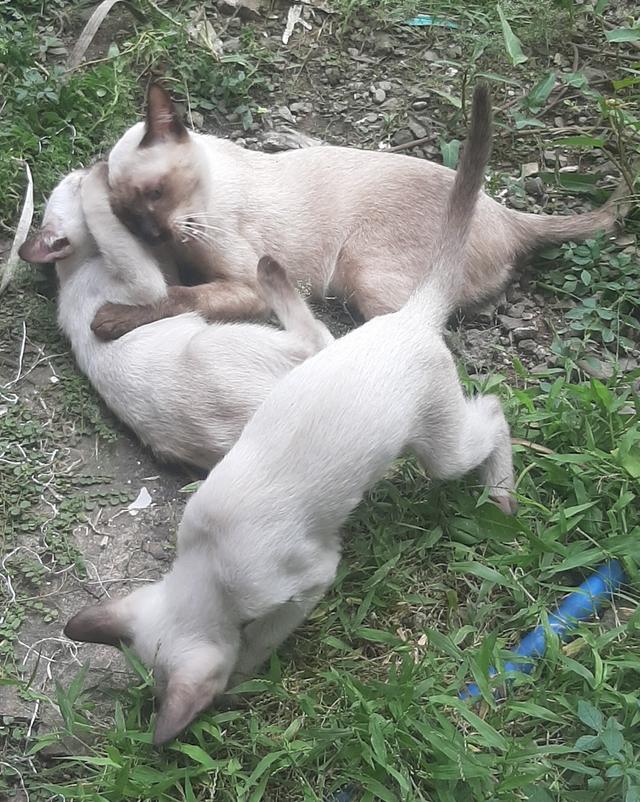 ลูกแมววิเชียรมาศ บ้านปุ้มปุ้ย 11