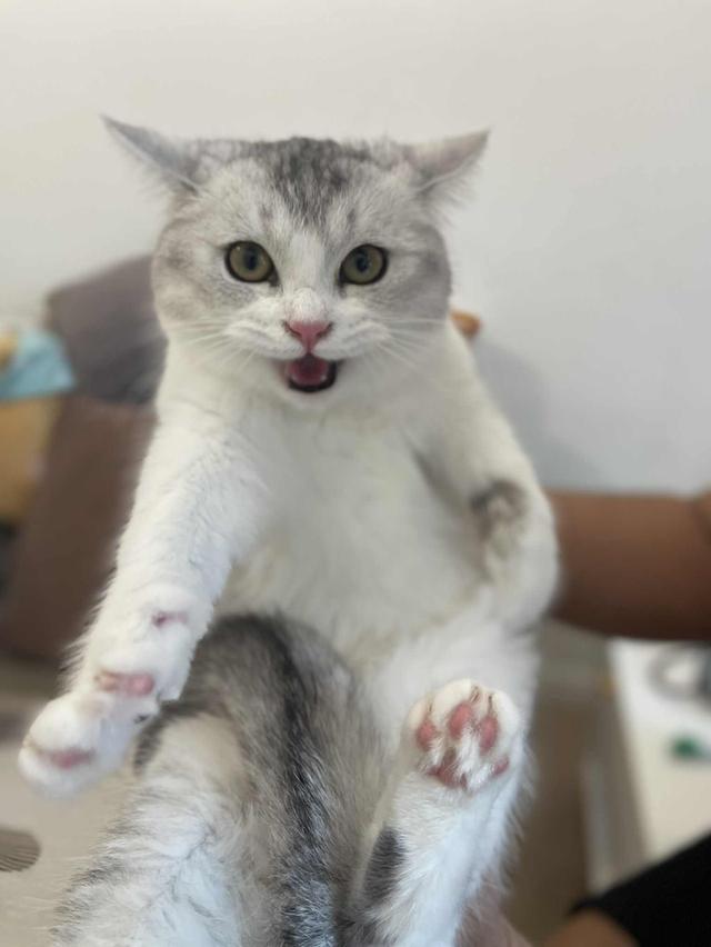 สาวสก็อต