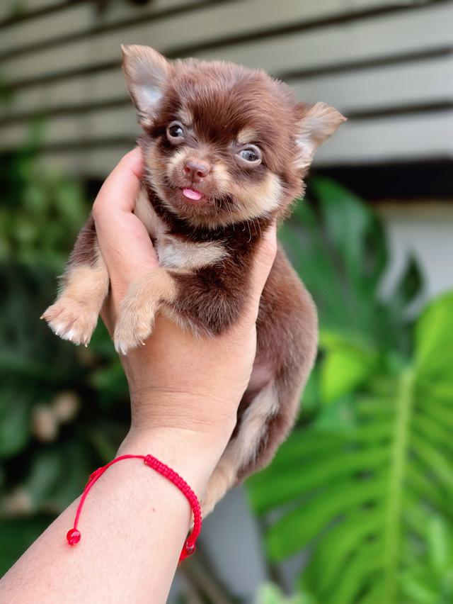 น้องโรมิโอ ชิวาวาขนยาวไซส์จิ๋วสีช็อคแทนสุดหล่ออายุสองเดือนพร้อมซนวัคซีนแล้วมีส่งเก็บปลายทาง