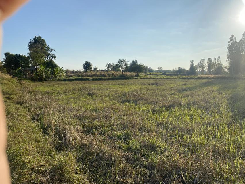 ที่ดิน11ไร่อยู่ถนน4เลนตัดใหม่กาฬสินธุ์-มุกดาหาร 1