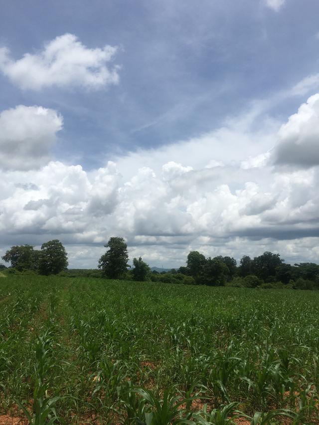 ขายที่ดินโฉนดเขาใหญ่ เนินเขา วิวสวย 28 ไร่ 1 งาน 83 ตารางวา ต.วังไทร อ.ปากช่อง จ.นครราชสีมา 7