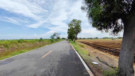 ขาย ที่ดินเปล่า 10 ไร่ คลอง 5 ฝั่งตะวันออก อ. คลองหลวง ปทุมธานี หน้ากว้าง ติดถนนคอนกรีต 2