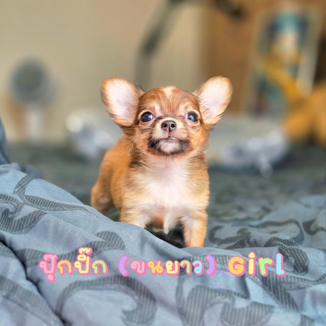 ชิวาวาขนยาวไซส์มินิจิ๋วๆ รูปที่ 2