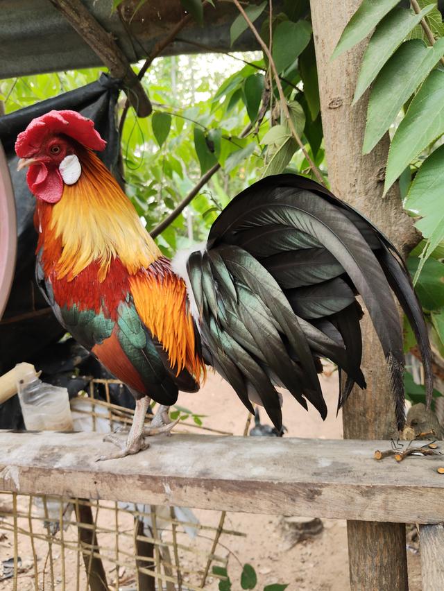 แบ่งไก่ต่อ หูขาว เต็มใบ รูปที่ 3