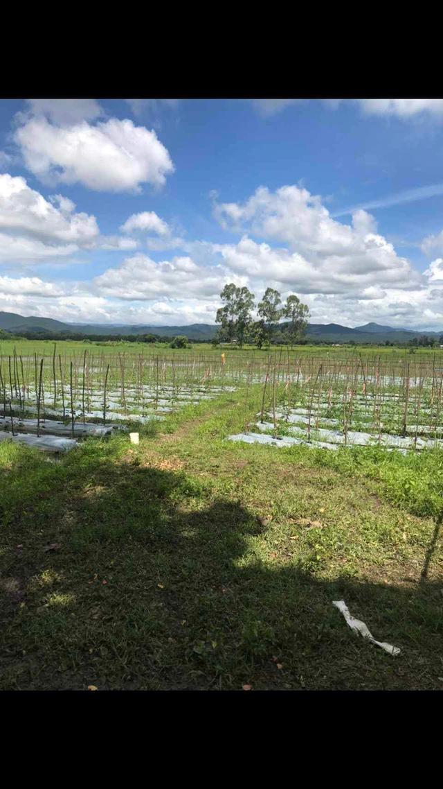 ที่ดินวิวภูเขา ใกล้เมืองเชียงใหม่ ทำเลหายากบรรยากาศเหมือนรีสอร์ส่วนตัว 4