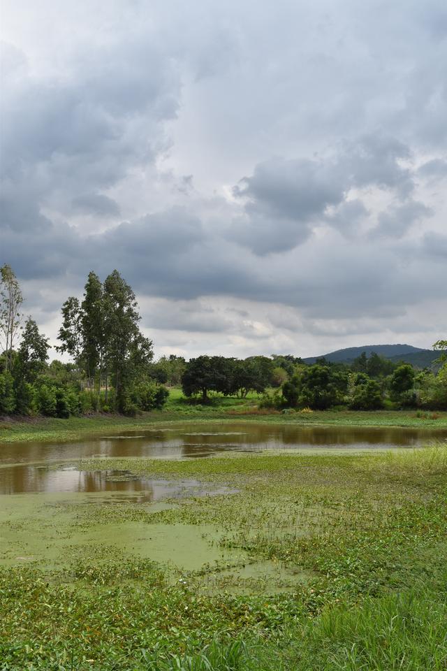 ขายที่ดินลพบุรี ตำบลเพนียด อำเภอโคกสำโรง 4