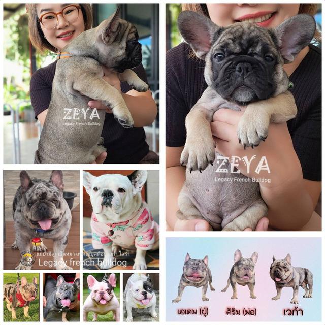 ZEYA เฟรนช์บูลด็อก เพศเมีย สีเซเบิล 18