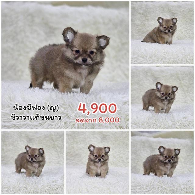 ปอมแท้ ชิสุผสมปอม ชิวาวาแท้ พิกัดรามอินทรา