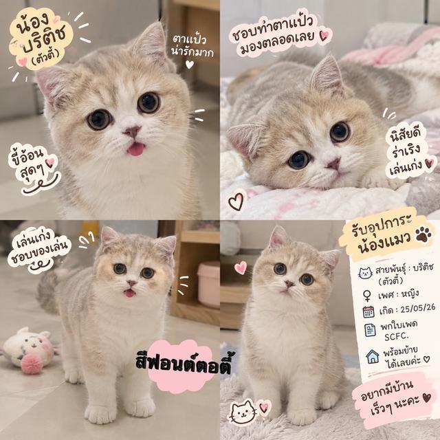 แมวบริติช พร้อมย้าย