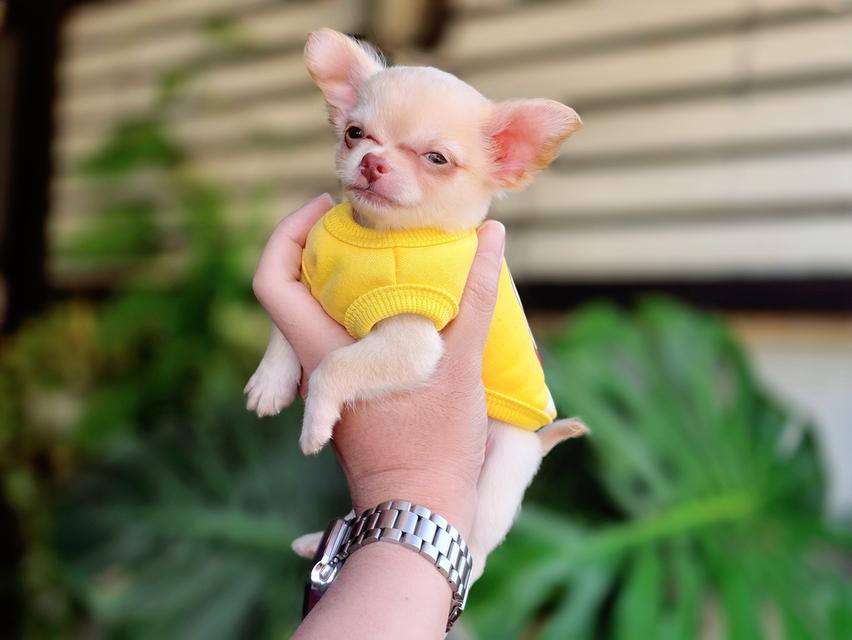 น้องวินเทอร์ ชิวาวาขนสั้นสีครีม พันธุ์แท้