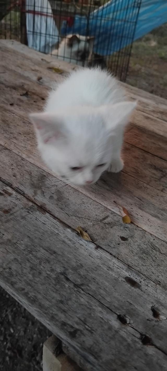 เปอร์เซียสก้อตติสกาญจนบุรี 3