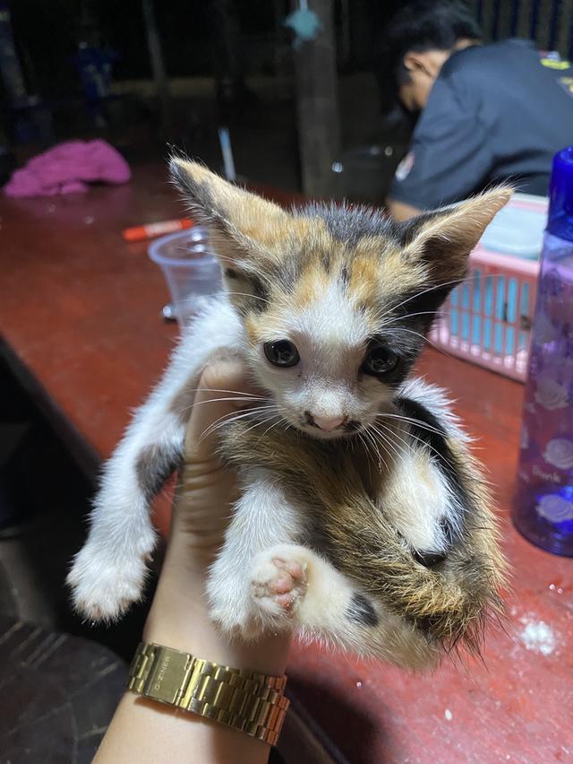 น้องแมวมี2ตัว สนใจทักได้นะ พิกันกาญจนบุรี ทองผาภูมิ