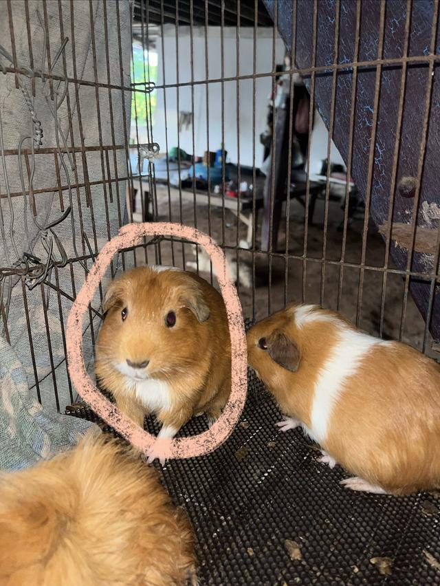 ลูกหนูตะเภา รอบถัดไป 🐹
