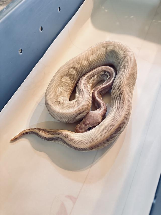 งูบอลไพธ่อน มอร์ฟ Mystic Mojave Pastel ปี 2025