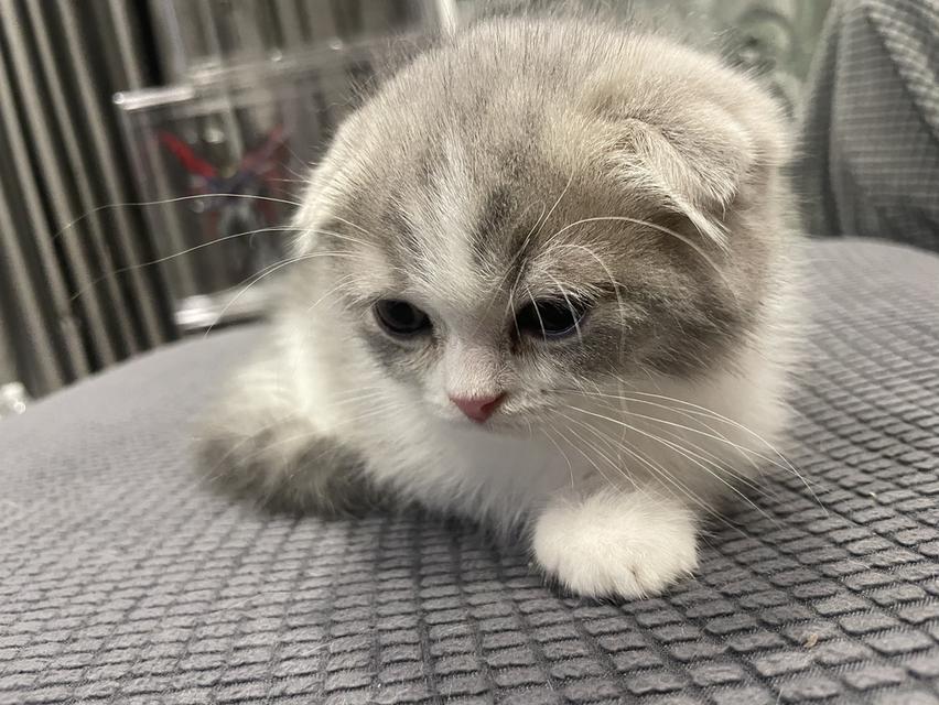 Scottish fold